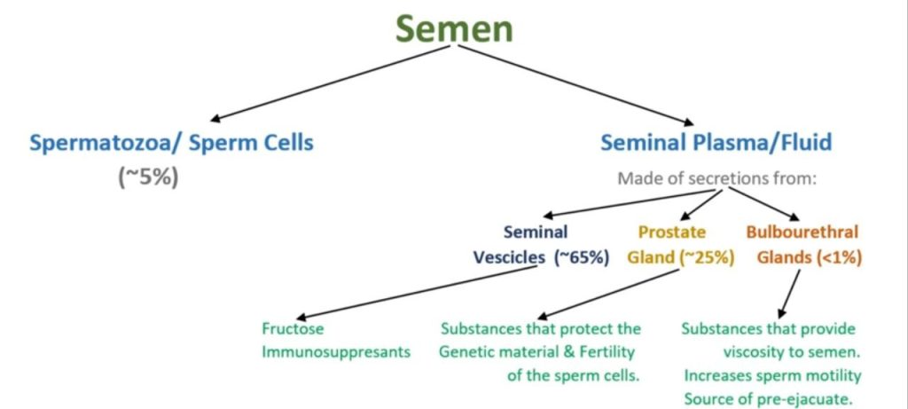 semen analysis