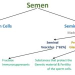 semen analysis